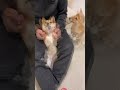 モフモフの順番待ちをする子犬とまだ終わりたくない豆柴のやりとりがかわいい #Shorts
