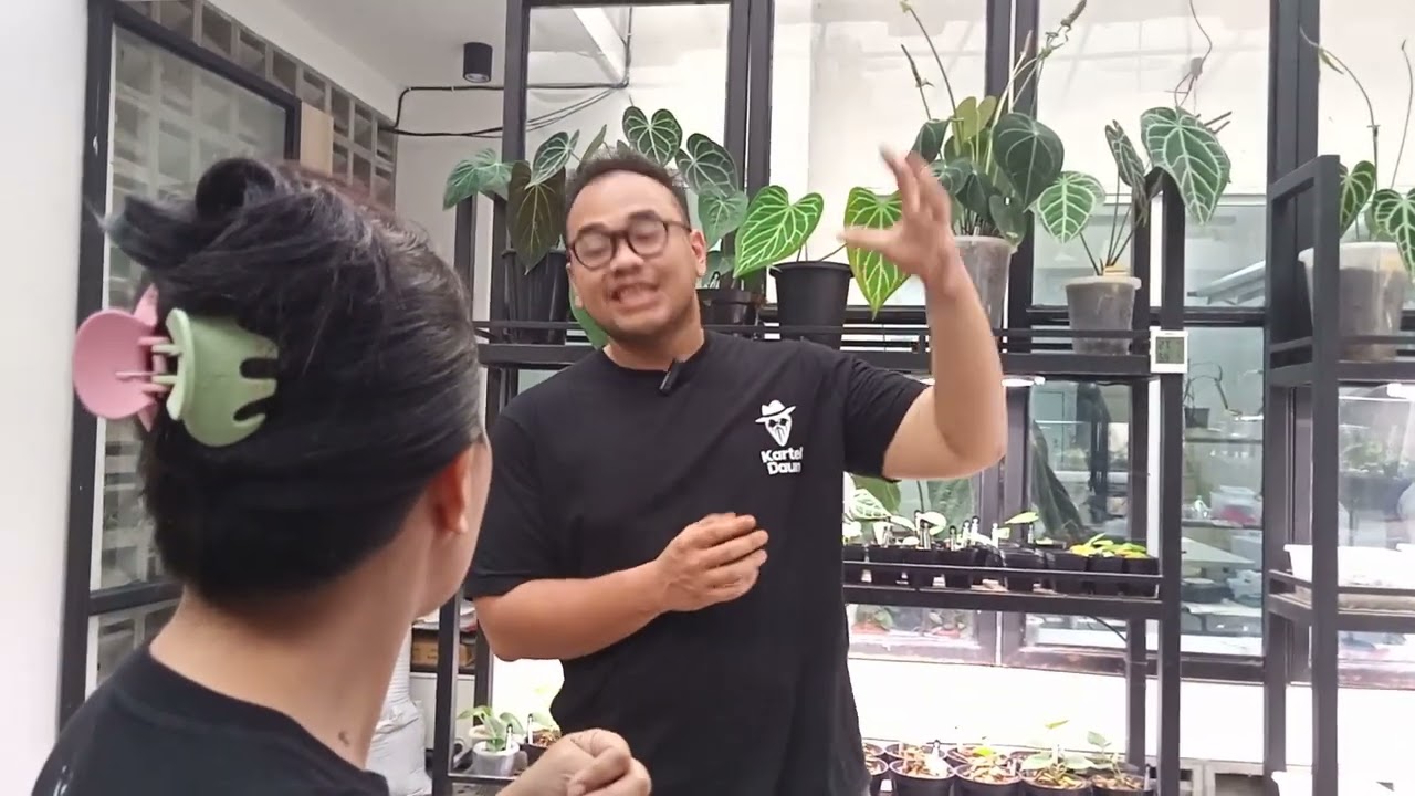 KARTEL DAUN Membesarkan Anthurium Hybrid Indonesia Ke Dunia Luar