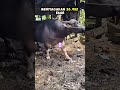 Hewan kurban di indonesia