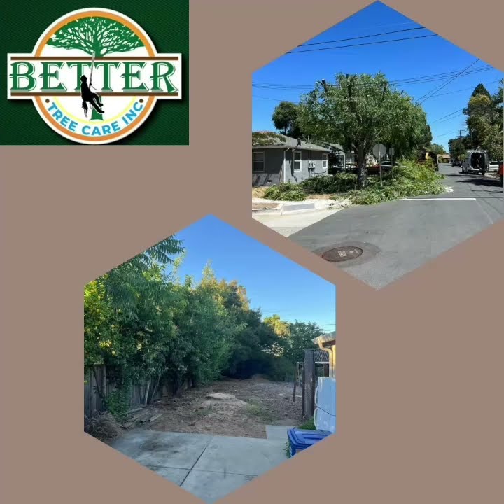 Better Tree Care Inc - YouTube