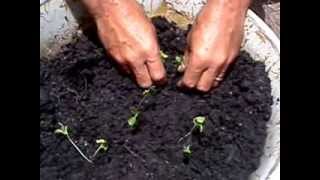 Growing Papaya from seeds PT 2