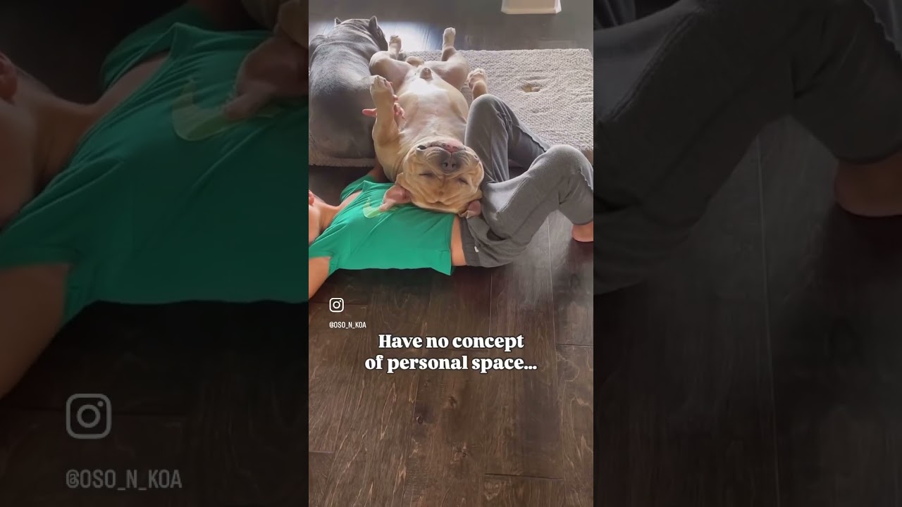 Ever wonder why they’re called bully breeds? 