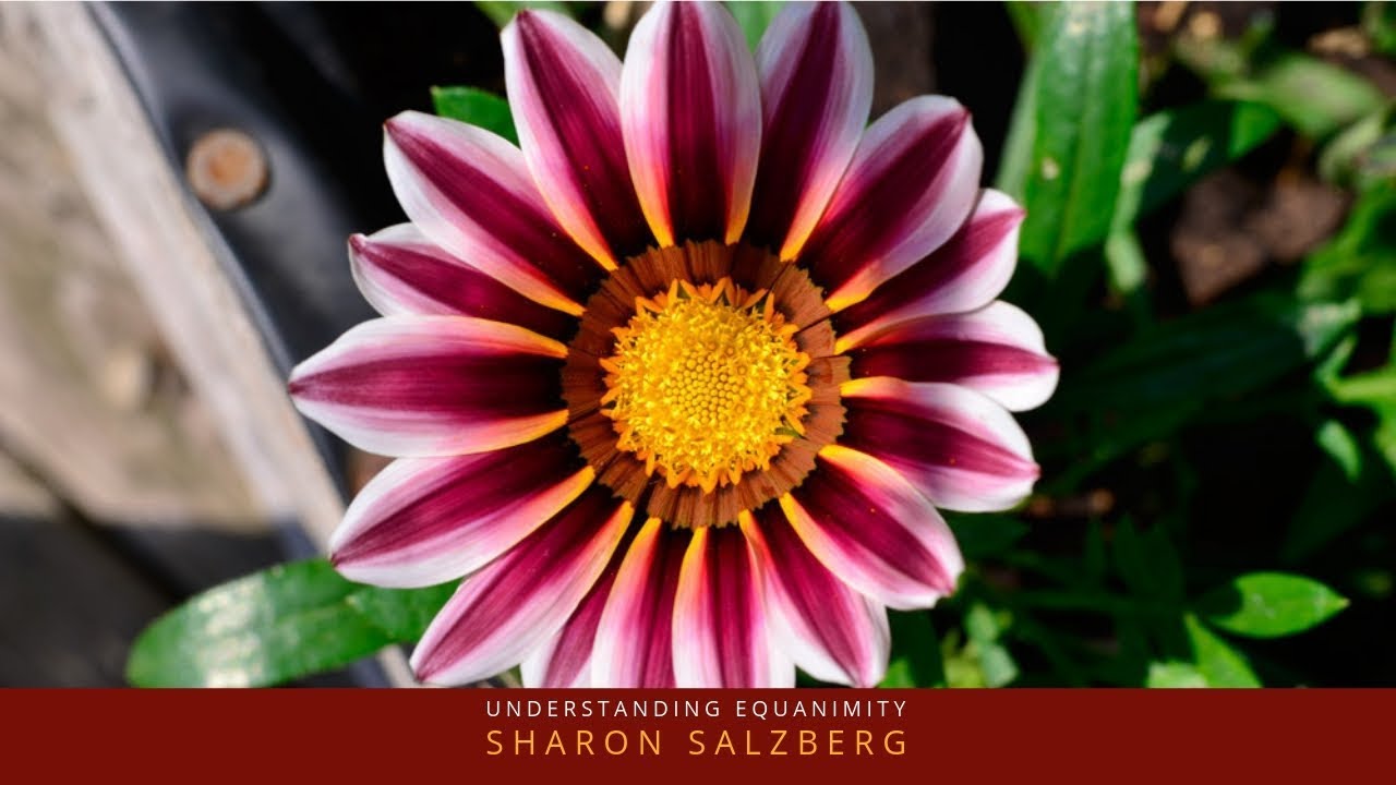 dalai lama age What is Equanmity? Sharon Salzberg : Buddhism Explained