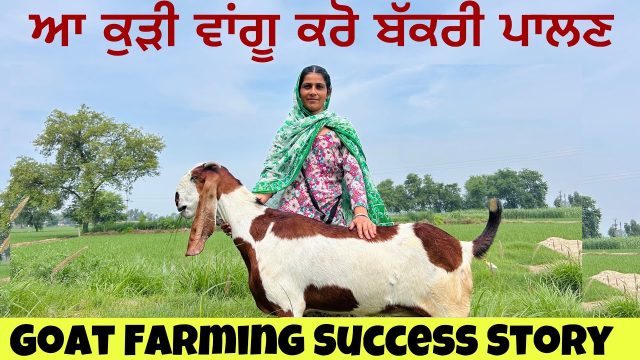 ਬੱਕਰੀਆਂ ਵਾਲੀ ਕੁੜੀ ਕਿਵੇਂ ਹੋਈ ਕਾਮਯਾਬ । GOAT FARMING SUCCESS STORY