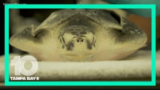 Clearwater Marine Aquarium helping sea turtles impacted by red tide