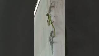 Tokek Vs Ular - Gecko Vs Snake