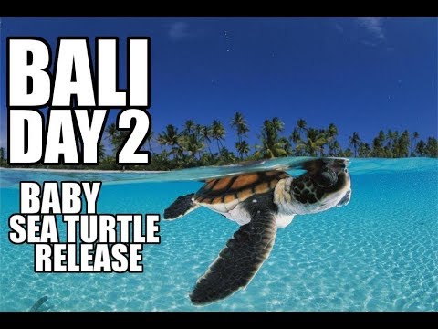 Bali Turtle Conservation and Education Centre | Baby Sea Turtle Release | Bali Vacation: Day 2