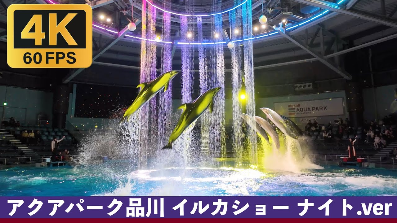 【4K Full】マクセルアクアパーク品川、イルカショー（ナイトver.ドルフィンパフォーマンス）2025/12/17 17:30-