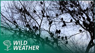 Misteri Burung yang Berjatuhan dari Langit - Penjelasan tentang Kiamat Burung Beebe
