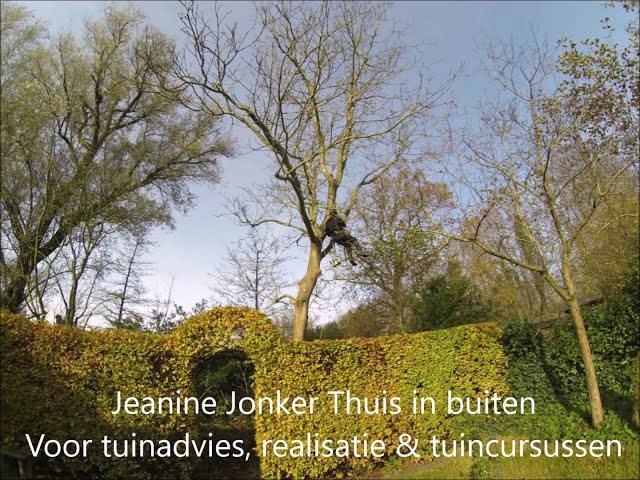 Time lapse onderhouds snoei van Notenboom