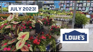 Lowes Garden Center Inventory/ Clearance Proven Winners Hibiscus and Limelight Hydrangeas July 2023