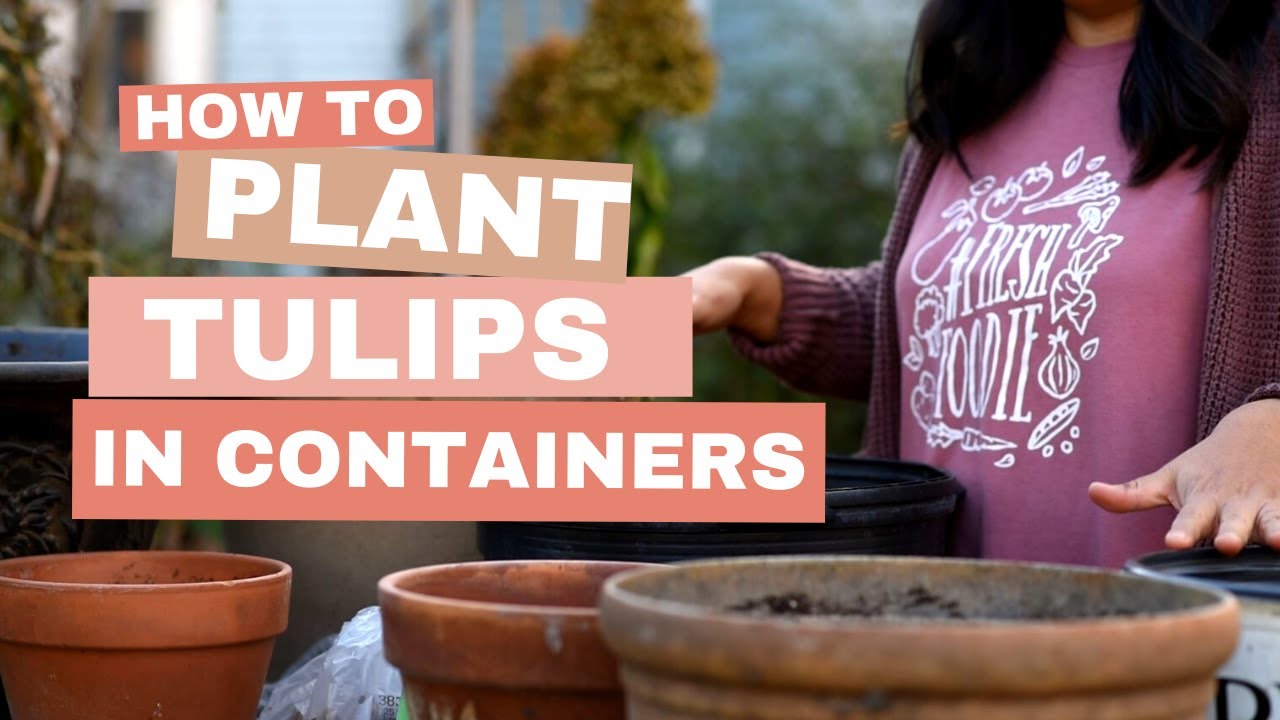 How to Plant TULIP BULBS in Containers for Success! YouTube