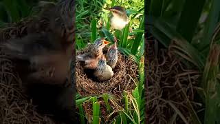 Download Lagu Bar-winged prinia baby birds do not feed MP3
