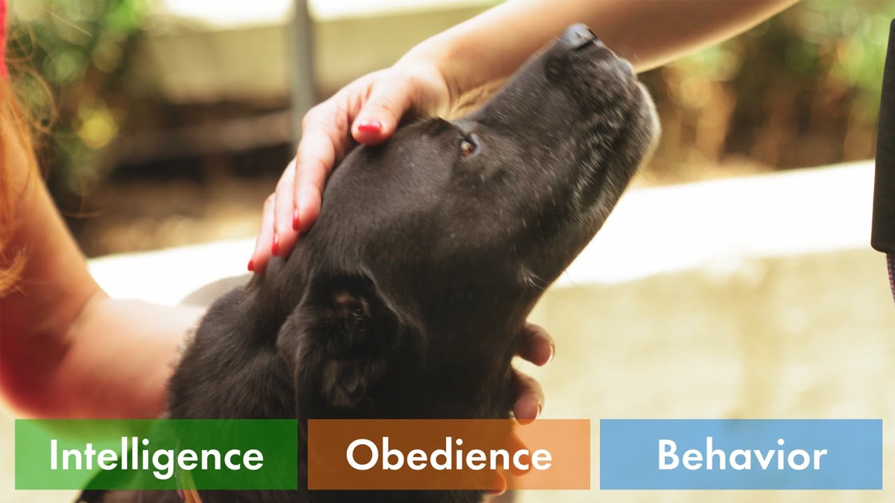Your Dog Can be a GENIUS! - Brain Training for Dogs