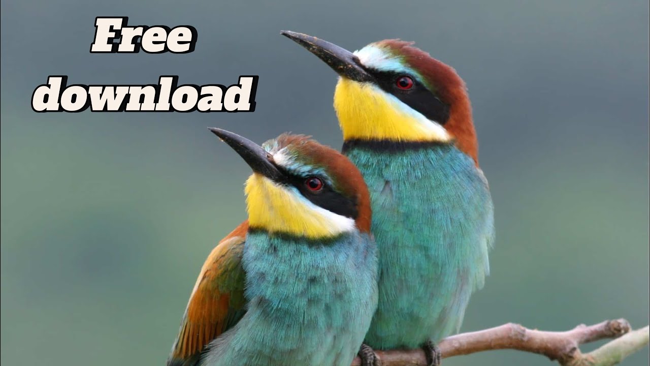 اجمل صوت ورور استمتع best bee eater sound