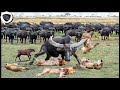 15 Times Lion Failed Miserably When Attack Buffalo