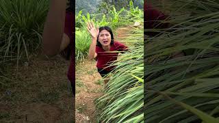 Dibawah rumput yang indah #funny