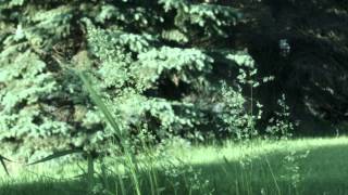 UNTITLED trailer (White Flamingo, Alaina Oehrlein)