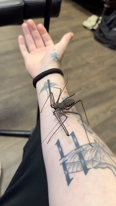 #JasonDeruloTV // Real Spider Into Tattoo 😱🤩 IG @worldofinkcologne