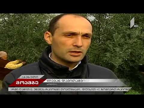 მინისტრი ზეთისხილის გადამუშავების საწარმოო პროცესს გაეცნო