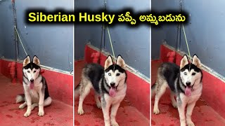 top quality Siberian Husky puppy for sale in telugu/9502722080 /aj pets