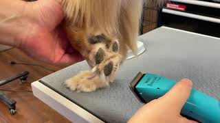 Front paw fur trim. by Jarrod Whaley 132 views 6 months ago 1 minute, 17 seconds