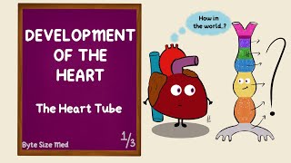 Development of the Heart | The Heart Tube | Part 1/3 | Cardiac Looping | Cardiovascular Embryology