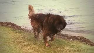 Leonberger Antics Episode 115 by Hillhavenleonbergers show kennels 190 views 6 years ago 6 minutes, 26 seconds