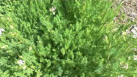 Caraway plant - grow, care & harvest (Persian cumin)