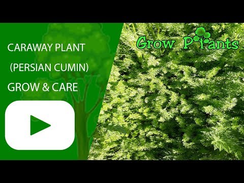 Caraway plant - grow, care & harvest (Persian cumin)