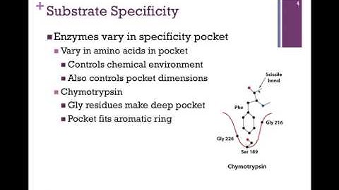 040-Substrate Specficity