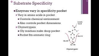 040-Substrate Specficity 2 5 Enzyme Substrate Specificity