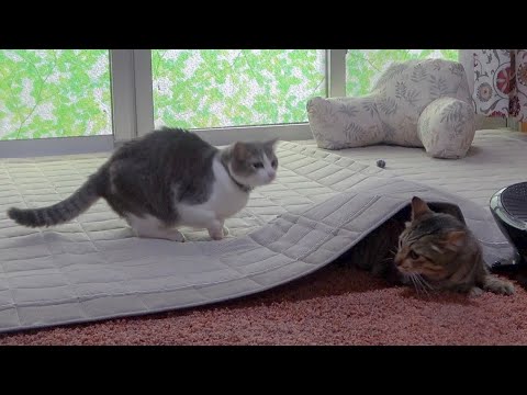 ティガーと諭吉の鬼ごっこ。