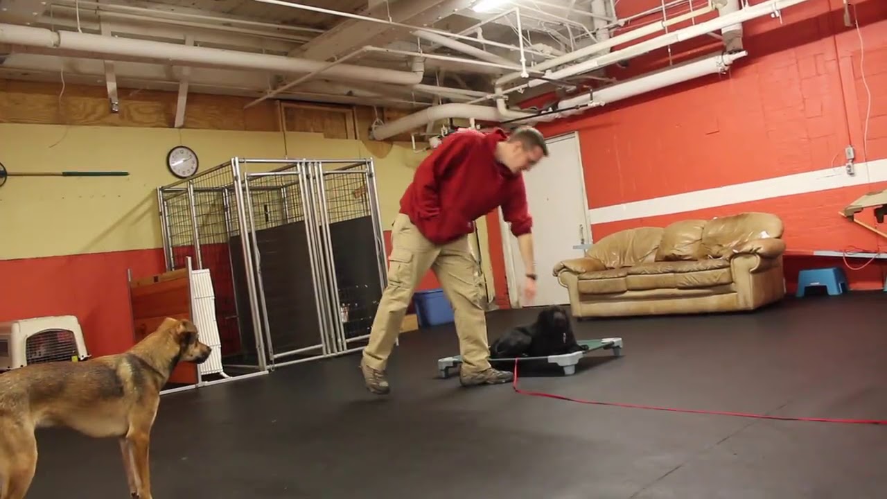 Dog Training Oliver working on his impulse control Solid K9