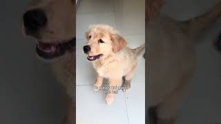 Episode-4 #dogs #goldenretriever #feedshorts #pets #youtubeshorts #puppy #shorts #fyp #dogtraining