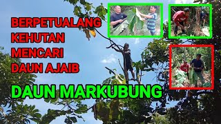 DAUN MARKUBUNG || BERPETUALANG DIHUTAN