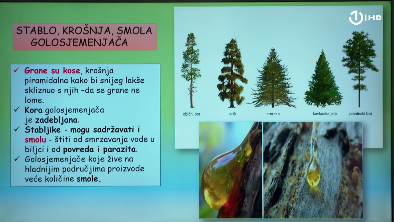 Domaća zadaća za 6. razred: Biologija - Sjemenjače i golosjemenjače