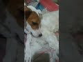 Ang cucute nang mga alaga namen