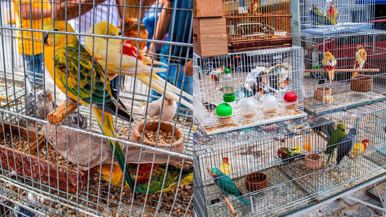 FEIRA DE PASSARINHOS EM CARUARU PE!! VÁRIAS ESPÉCIES DISPONÍVEIS!! 13/02/2023