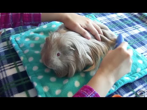 Trimming a Long Haired Guinea Pig