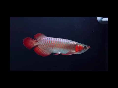 Video Quá trình phát triển của cá rồng huyết long 6 tháng... - youtube