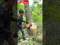 Perfect Chainsaw Technique in Action #Chainsaw #TreeCutting #SkilledWork #Satisfying#shorts #viral