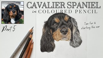 How to draw a Cavalier King Charles Spaniel - Coloured Pencil Tutorial , pt 5