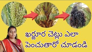 ఖర్జూర చెట్లు ఎలా పెంచుతారో చూడండి