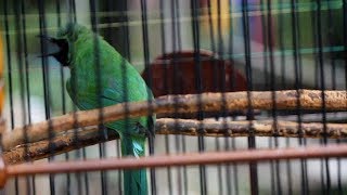 Download Cucak Ijo Kawan Kitte Ini Bertipe Ngentrok Nembak Video MP3 Cucak Ijo Kawan Kitte Ini Bertipe Ngentrok Nembak