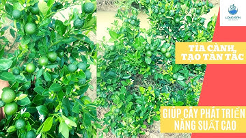 Vườn Quê |Tỉa Cành, Tạo Tán Cho Cây Tắc (Hạnh, Quất) Giúp Cây PHÁT TRIỂN TỐT - NĂNG SUẤT CAO