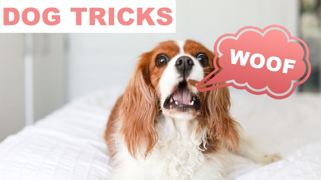 how to teach dog bark on command