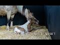 A Perfect Foaling… Until It Wasn’t | Hardy’s First Hours &amp; Dummy Foal Warning Signs