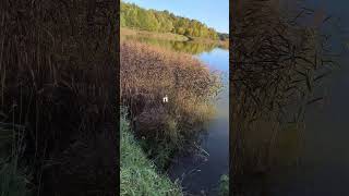 Прогулка для души и сердца)) #музыка #скорорелиз #shorts #природа #прогулка #рекомендации