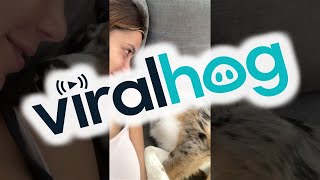 Kissing my Half Asleep Pup to See Her Reaction || ViralHog